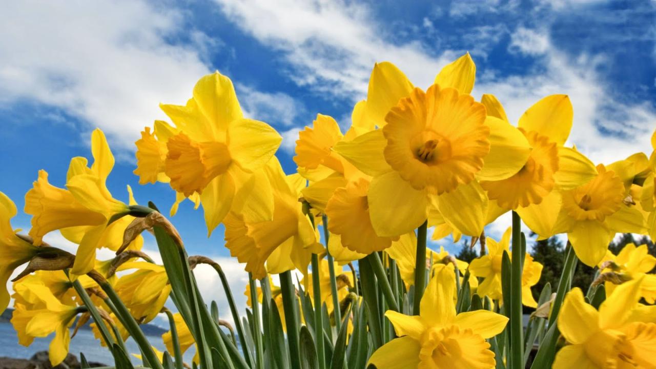 Flores amarillas descubre el significado que existe